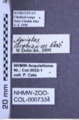 Etikette zu Agriotes kirghisicus (Iablokov-Khnzorian, 1970) (NHMW-ZOO-COL-0007334)